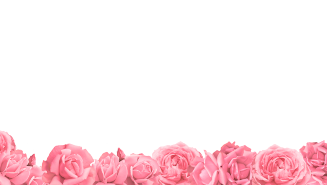 Valentines Day. Roses frame border isolated on a transparent background. Romantic rose set for valentine day and love illustration.