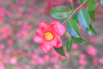 冬に咲く椿と背景に椿の散った花びら