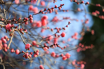 冬に咲く一分咲きの梅林「枝ボケ背景」