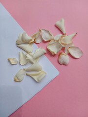 dry white flower petals isolated on white and pink background. gardenia