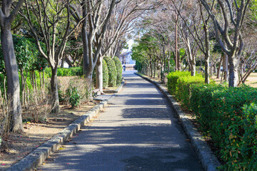 並木のウォーキングコース