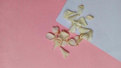 dry white flower petals isolated on white and pink background. gardenia