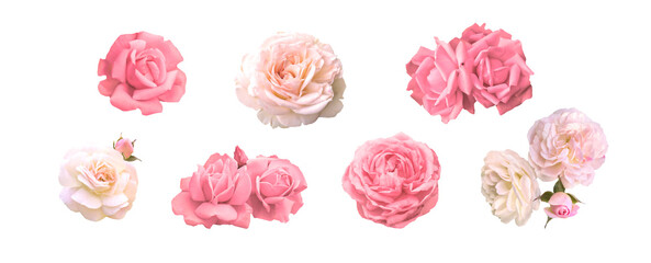 Valentines Day. Romantic set of roses  for valentine day and love illustration.   Roses isolated on a transparent background. Beauty Sexy pink