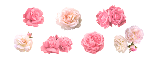 Valentines Day. Romantic set of roses  for valentine day and love illustration.   Roses isolated on a transparent background. Beauty Sexy pink