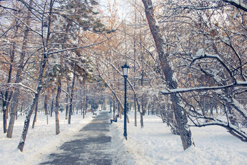 empty path in the park in winter