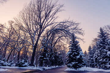 sunset in the park in winter