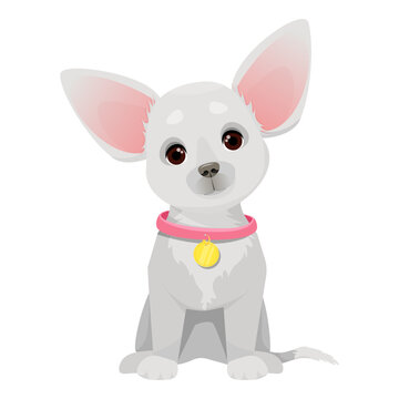 Small cute chihuahua dog with pink collar