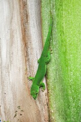 Green Gecko lizard on duotone natural background 