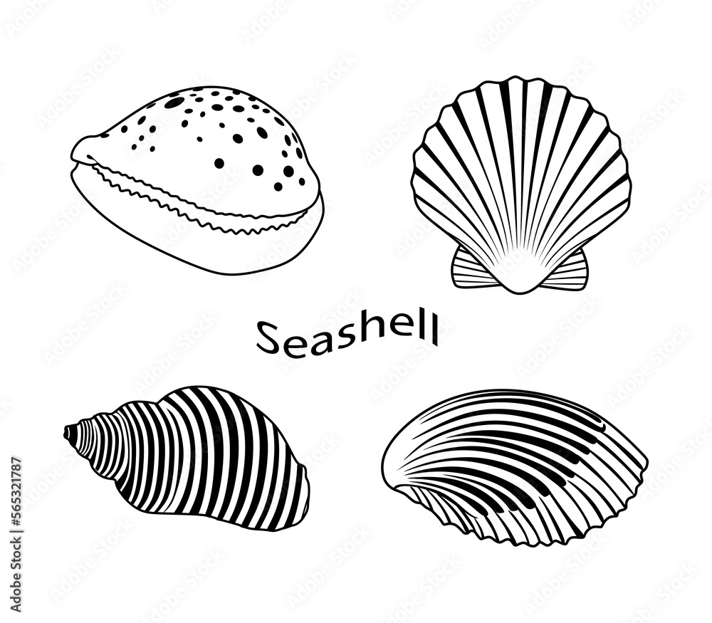 Wall mural Set of seashels. Seashells collection Spiral, Mollusk, Scallop isolated on white. Minimal design in black color. vector illustration