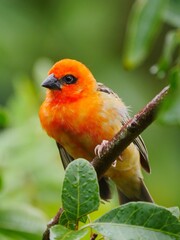 Red Fody bird from Mauritius perching in natural environment