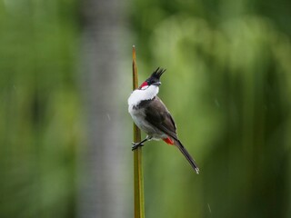 Red Whiskered Bulbul bird perching on top of palm tree 