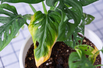 Problems in cultivation of domestic plants Monstera Monkey Mask - leaves leaves with yellow dry...