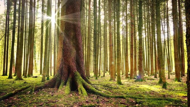 quiet forrest with large trees and sunbeams moving along
