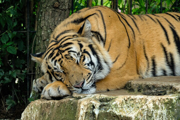 siberian tiger in the zoo