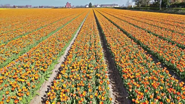 Flower fields in the Netherlands seen from above