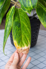 Problems of growing domestic plants - dry yellow tips of leaves, dry air, lack of humidity....