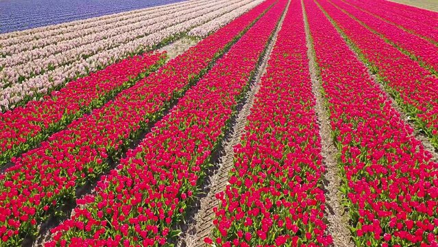 Flower fields in the Netherlands seen from above