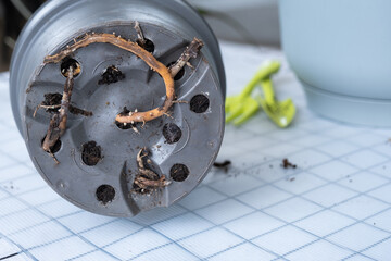 The roots of the house plant stick out of the pot through drainage holes, rot on a healthy root....