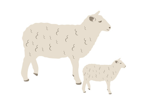 Sheep and baby illustration. Sheep with lamb illustration in flat style. Sheep and lamb isolated on white. vector illustration