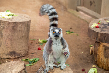 Round tailed lemur looking at camera with fruit in hand at zoo