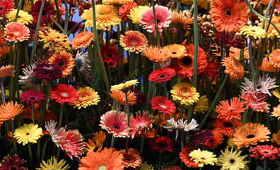 Flowers wall background with amazing mixed gerbera's  or daisy's flower banner backgrounds. 
Various color gerbera flower background wall.
urban jungle wall.
Valentine or Mother's day backgrounds.