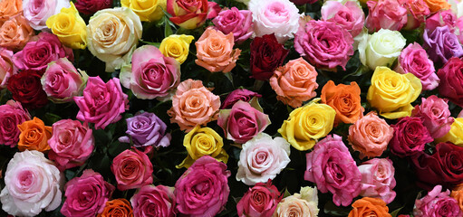 Flowers wall background with amazing red, orange, pink, yellow and purple roses. flower pattern...