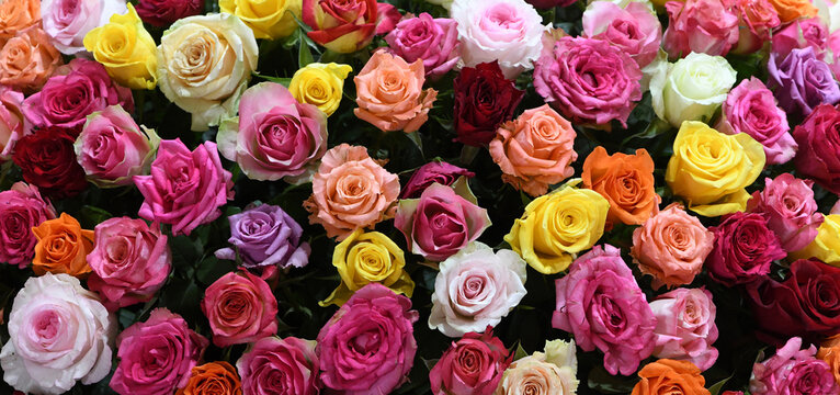 Flowers wall background with amazing red, orange, pink, yellow and purple roses. flower pattern backgrounds. hand made decoration. Mixed colorful flowers background. Vibrant colors of roses mixed. 