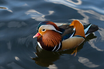 A drake mandarin duck in mating season with brightly colored feathers floats on the water at...