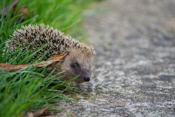 Hérisson