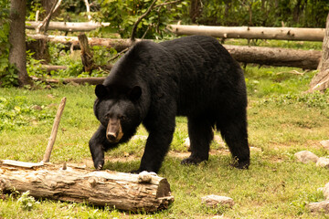 Fototapeta na wymiar Black Bear Walking 