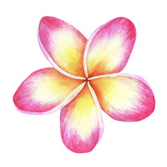 Pink-yellow plumeria flower.Frangipani.Watercolor illustration.Isolated on a white background.For the design of packaging for cosmetics, perfumes, tropical fruits, and more stickers, travel brochures
