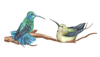 Fototapeta premium Watercolor illustration. Two hummingbirds sit on a branch and look at each other. Tropical exotic bird. Isolated on a white background. For design printing on fabrics and home goods
