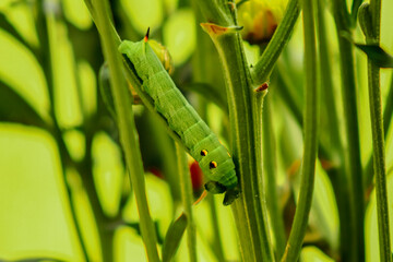 Butterfly caterpillar on forest plant on a summer time