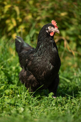 Marans hen in a summer meadow