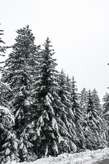 Fototapeta premium Mountain forest