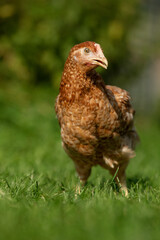 Hen in nature background