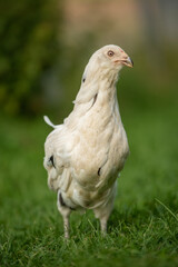 White hen in nature background