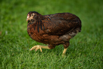Hen in nature background