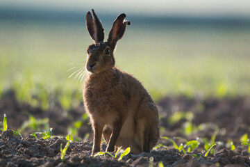 lièvre