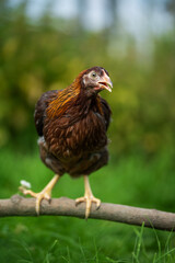 Brown hen sitting on a branch