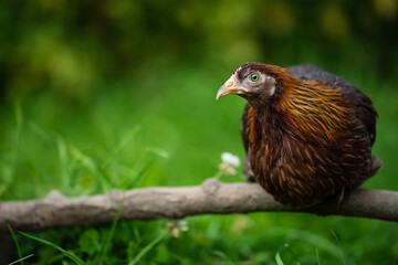 Brown hen sitting on a branch