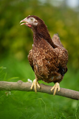 Brown hen sits on a branch