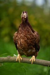 Brown hen sits on a branch