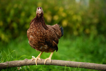 Brown hen sits on a branch