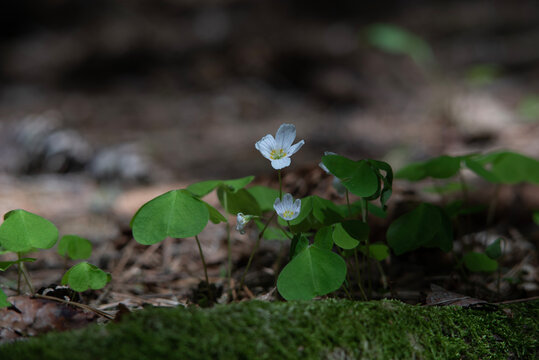 Blooming Redwood sorrel (Oxalis oregana) on moss