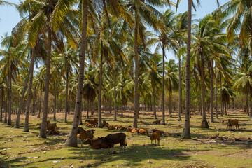 The cows at green tropical field with palm trees on Balinese Gili islands 