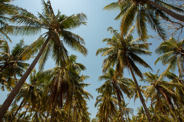 Fototapeta premium the composition of lots of palm trees and blue bright sky; tropical vacations concept