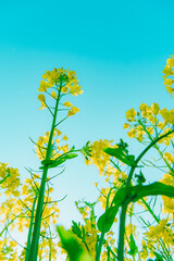 Obraz premium 菜の花 素材