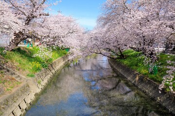 岩倉市　五条川の満開の桜並木