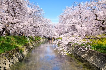 岩倉市　五条川の満開の桜並木